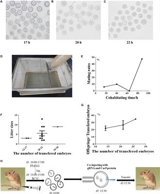 Generation of Gene-Knockout Mongolian Gerbils via CRISPR/Cas9 System